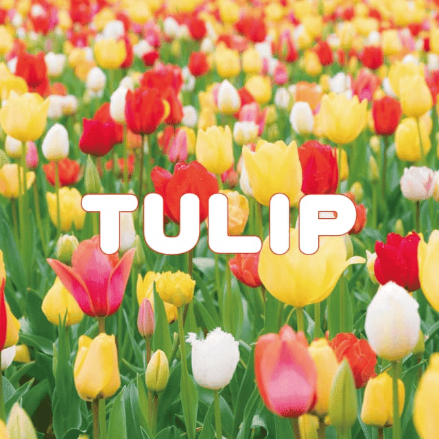 デザインテンプレート 17132