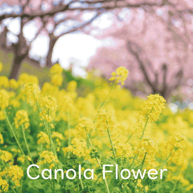 デザインテンプレート 17133